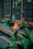 ExtraButter_WabiSabi_NB_2002R_RefinedFuture_08